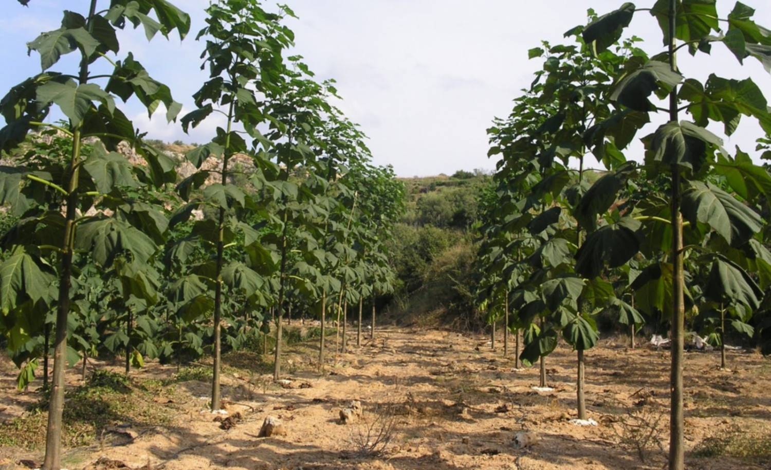 Plantación de árboles